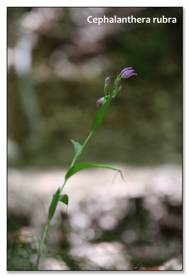 Orchidee di luglio al confine tra Toscana ed Emilia